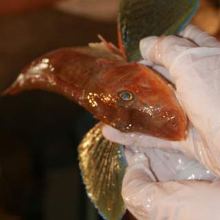 Der Knurrhahn – ein von 400 Fischsorten aus der Adria